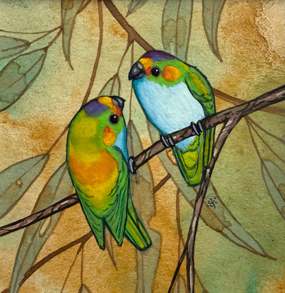 Purple Crowned Lorikeet duo - Light Blue 2026
