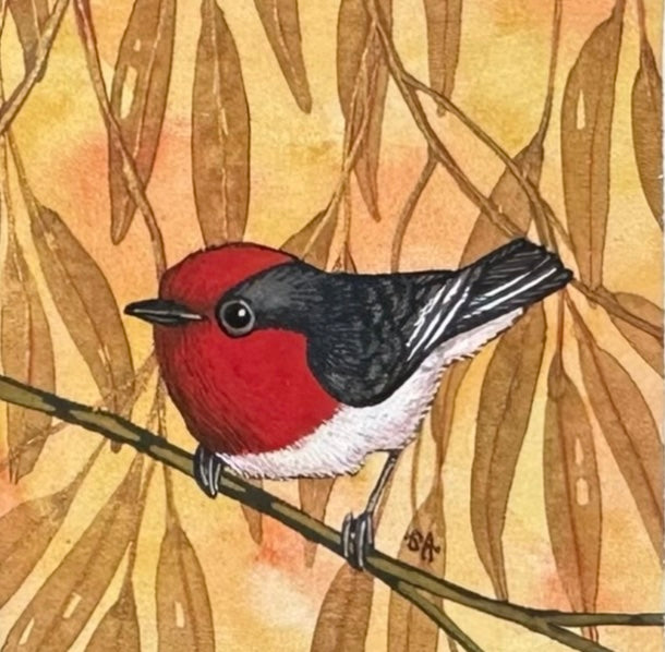 Red Capped Robin, Spring 2026
