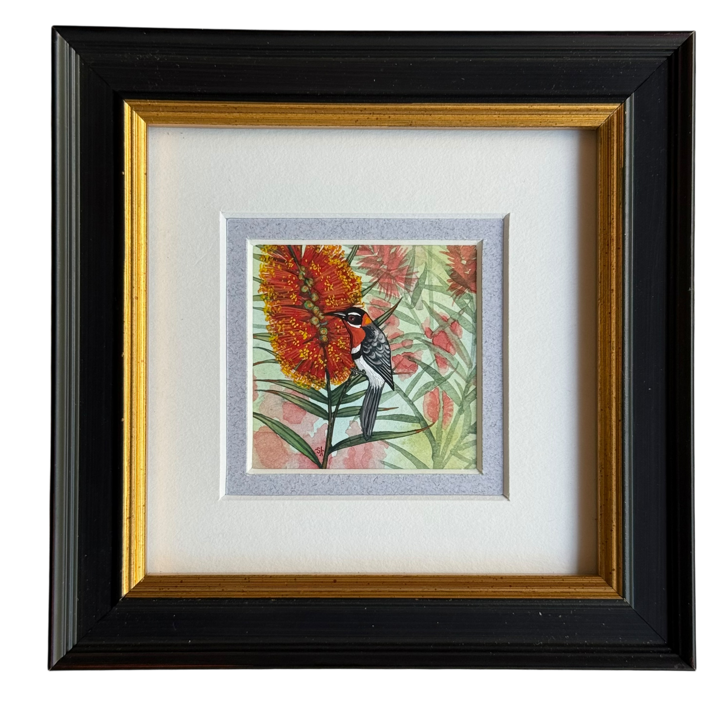 Western Spinebill 2026