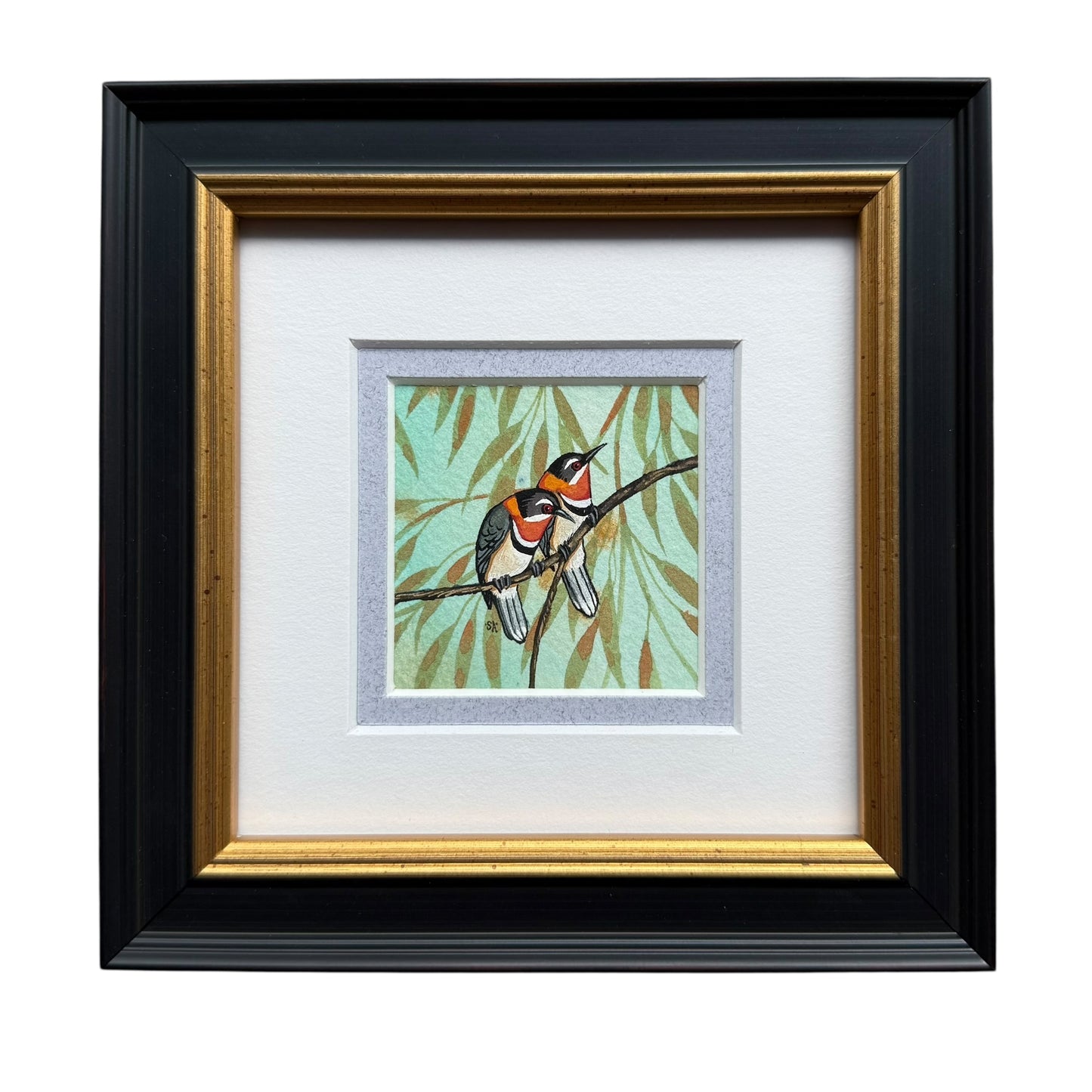 Western Spinebill - Summer 2025