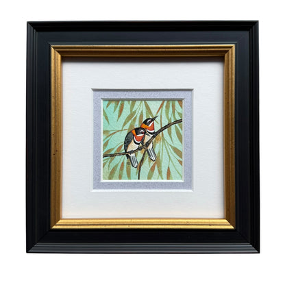 Western Spinebill - Summer 2025