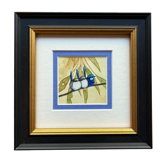 Splendid Fairy Wren Trio Autumn 2026