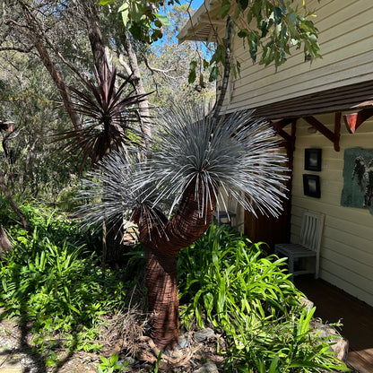 Grass Tree V