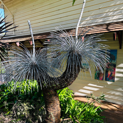 Grass Tree Sculpture I