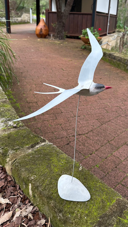 Arctic Tern Frequent Flyer