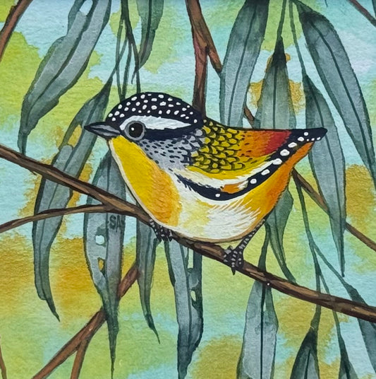 Spotted Pardalote - Sky Blue 2026