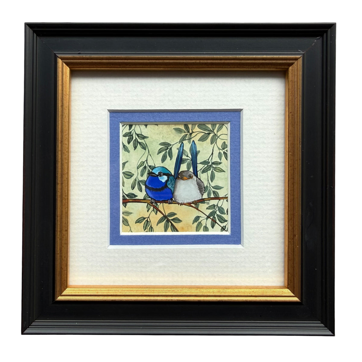 Splendid Fairy Wren Duo - Blue, Spring 2026