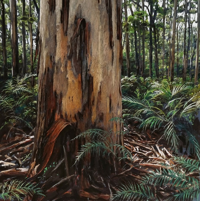 Karri Tree, Boranup – Yallingup Galleries