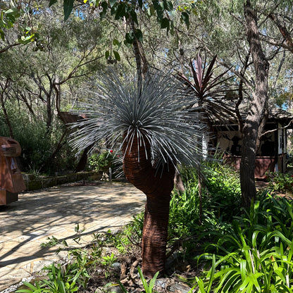 Grass Tree V