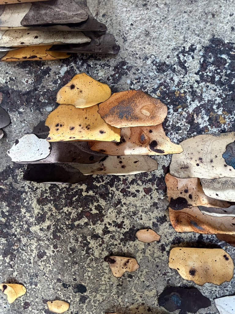 What Grows After | O que cresce depois - Confluence Exhibition