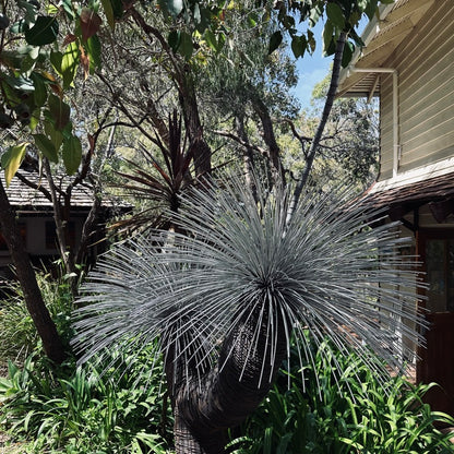 Grass Tree VI