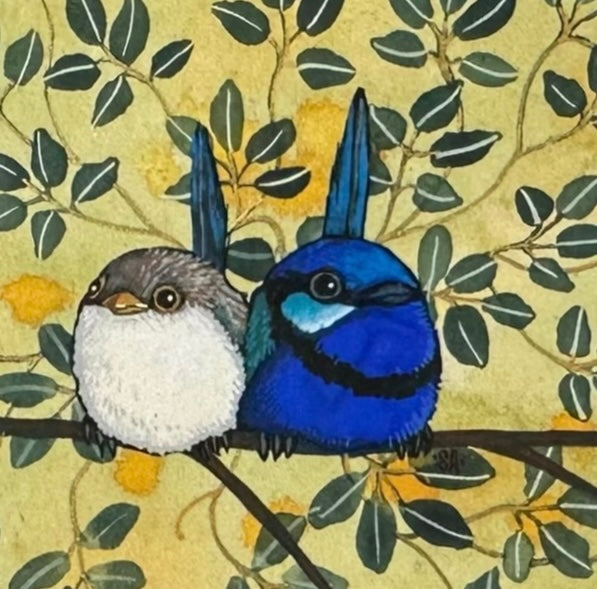2 Splendid Fairy Wren - Dark Blue Mount, Spring 2026
