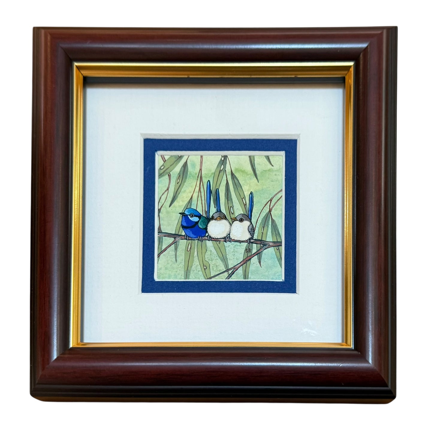 Splendid Fairy Wren Trio - Winter 2025