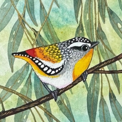 Spotted Pardalote, Spring 2026
