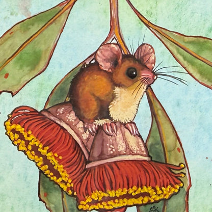 Pygmy Possum - Sky Blue, Spring 2026