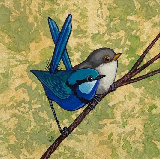 Splendid Fairy Wren Duo - Sky Blue 2026