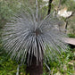 Grass Tree Sculpture - Single Small