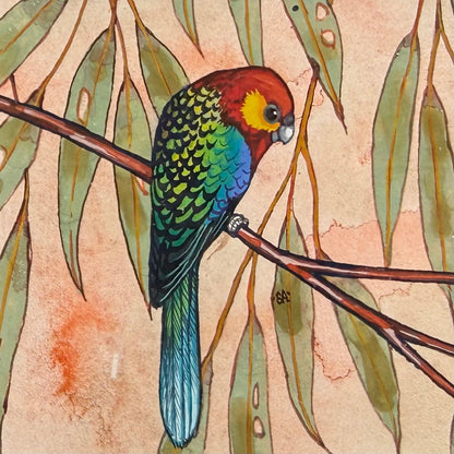 Western Rosella - Blue, Spring 2026