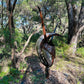 Hatonii - Brown Vein Shell Orchid