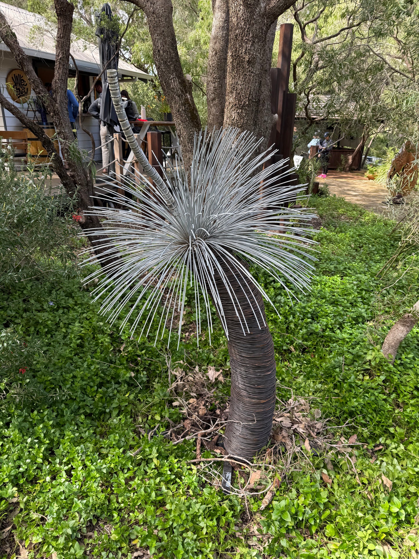 Grass Tree - Single Large