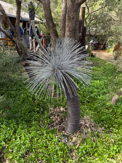 Grass Tree - Single Large