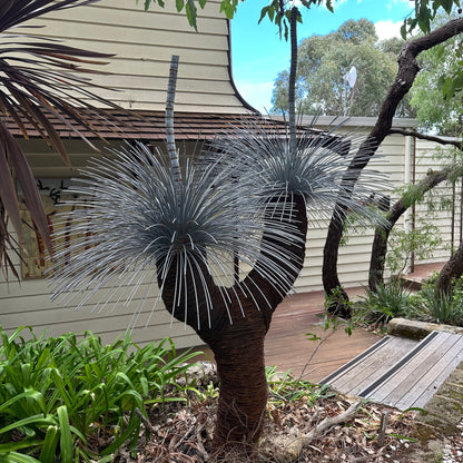 Grass Tree IX