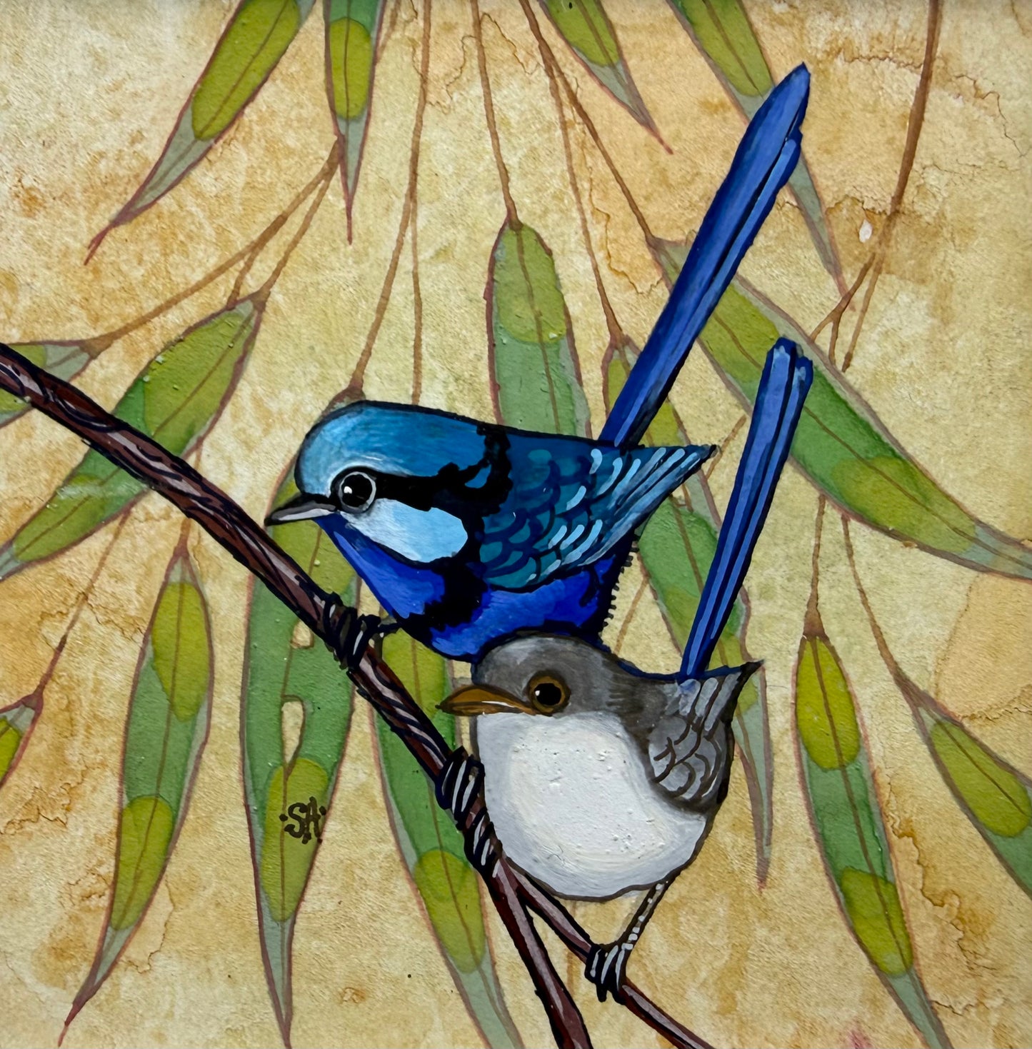 Splendid Fairy Wren Duo 2026