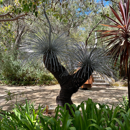 Grass Tree III