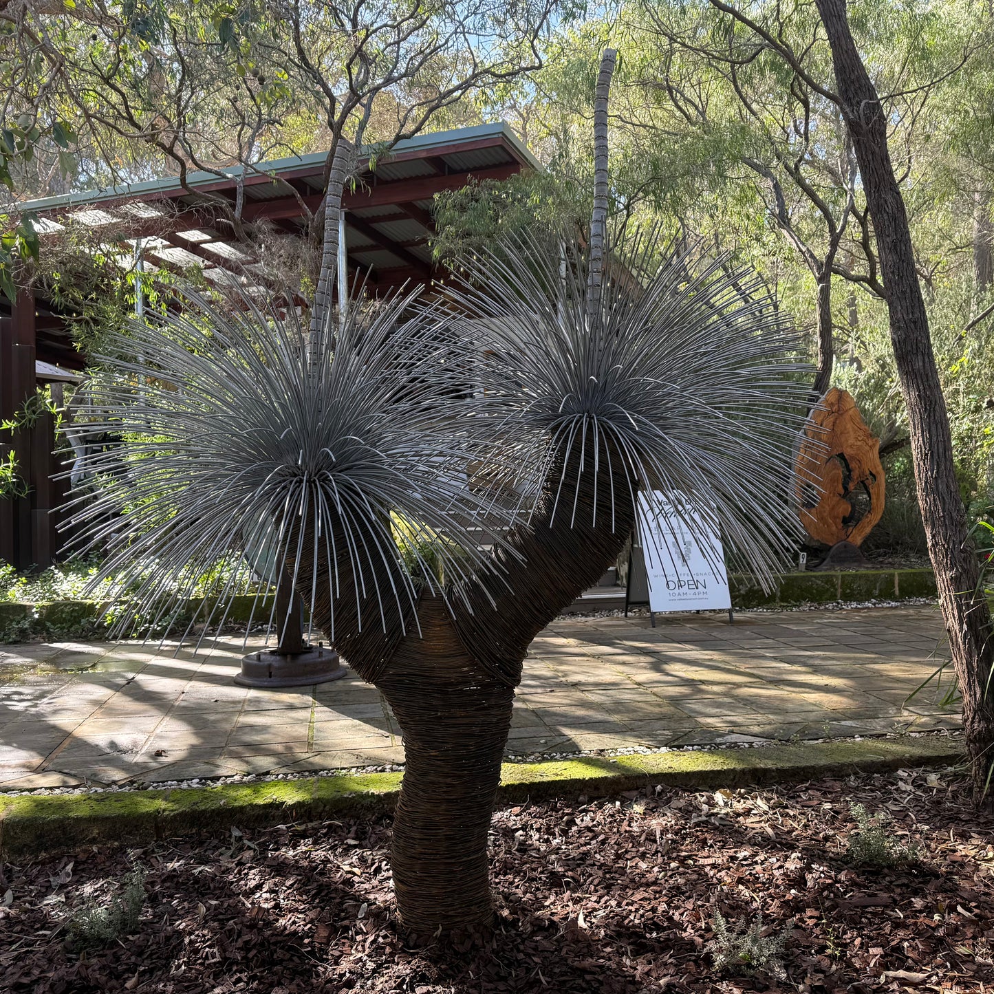 Grass Tree XVIII