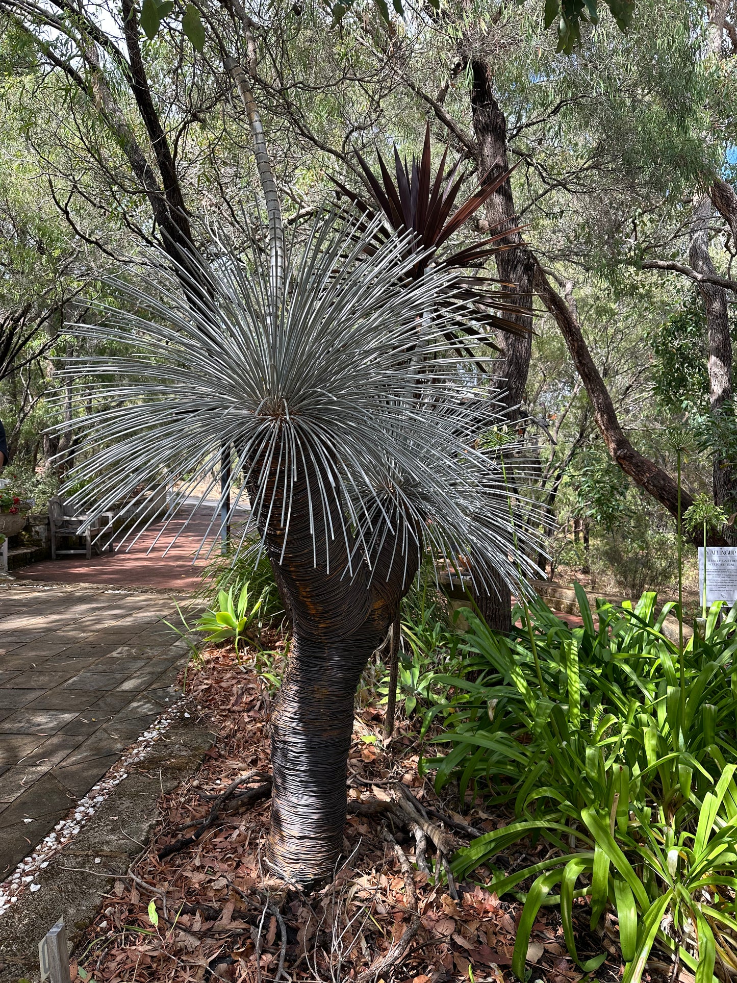Grass Tree XIV