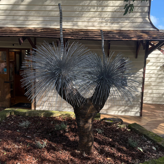 Grass Tree XVIII