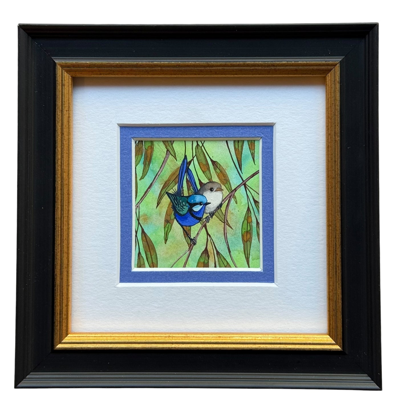 Splendid Fairy Wren Duo - Blue Winter 2026