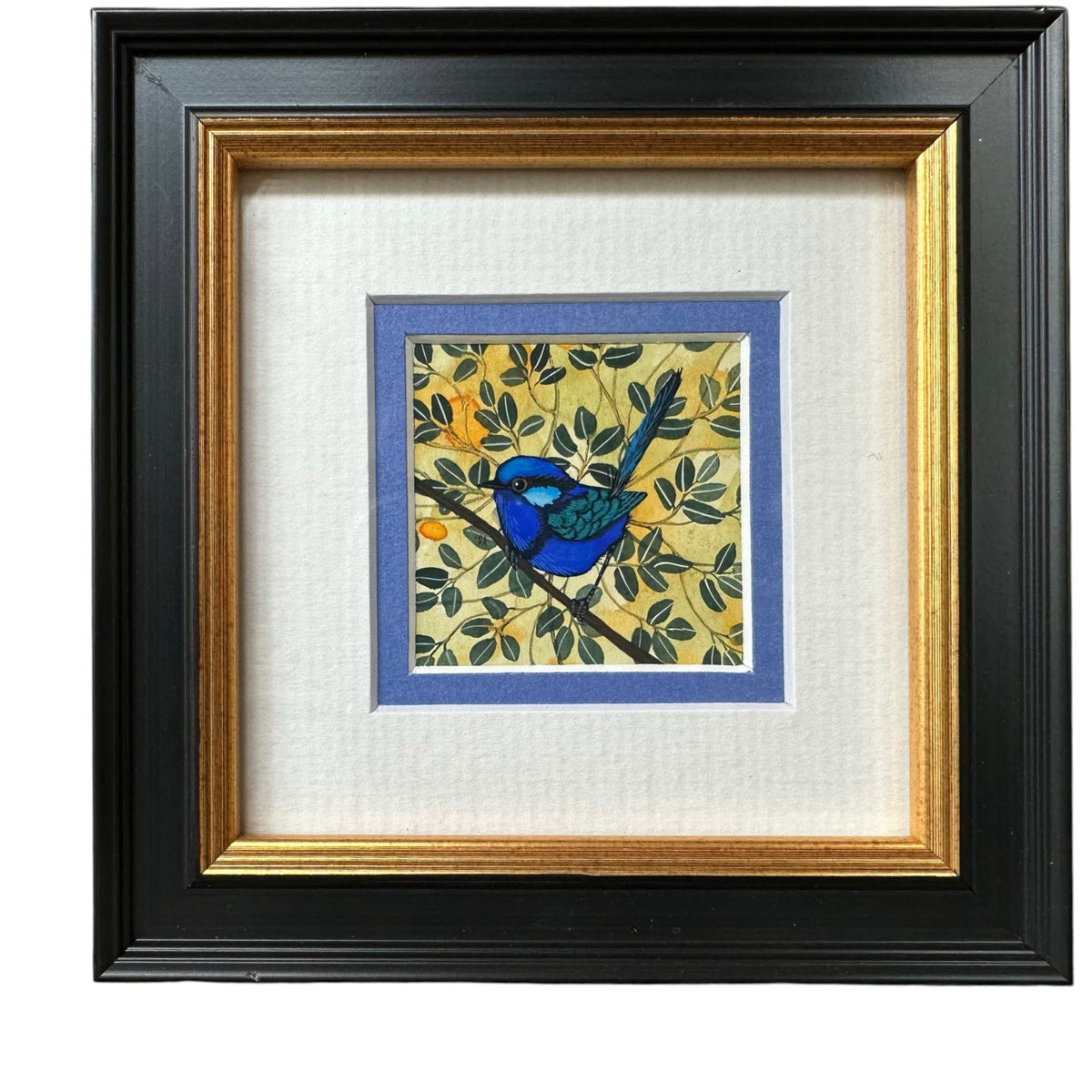 Splendid Fairy Wren - Left Facing, Spring 2026