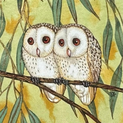 2 Barn Owl, Spring 2026