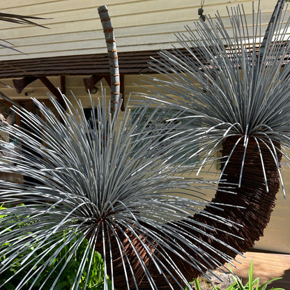 Grass Tree V