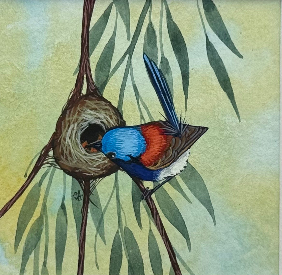 Variegated Fairy Wren 2026