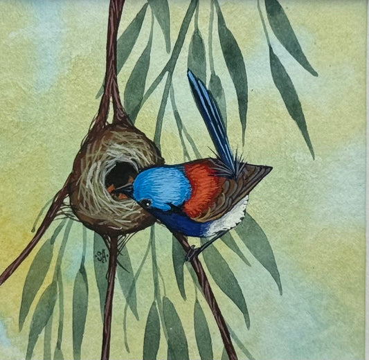 Variegated Fairy Wren 2026