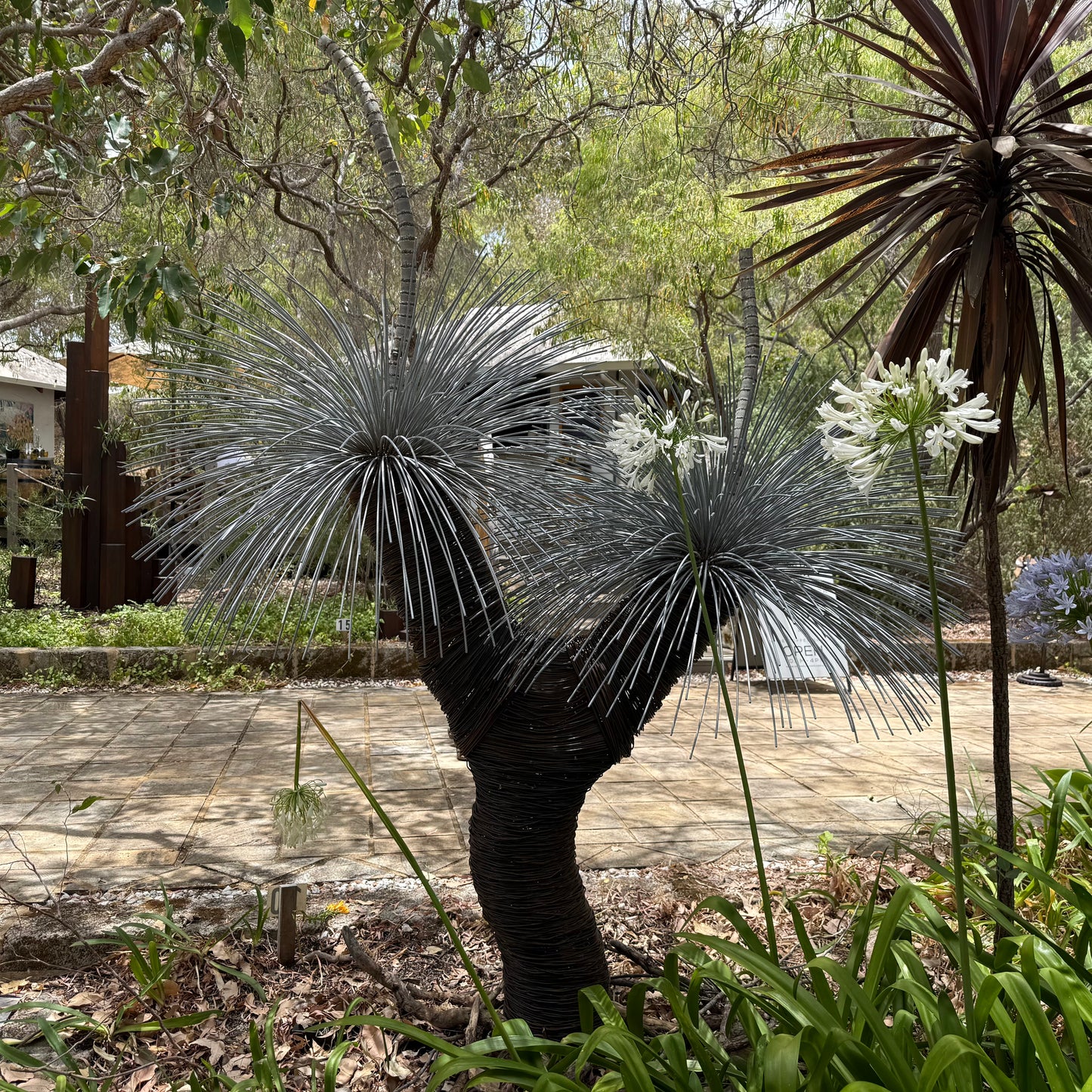 Grass Tree XIII
