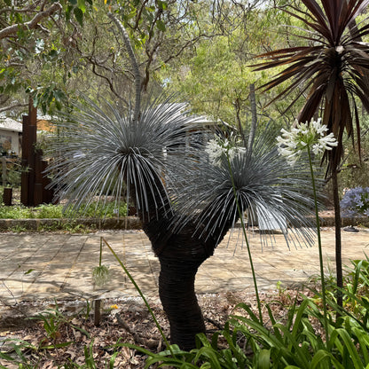 Grass Tree XIII