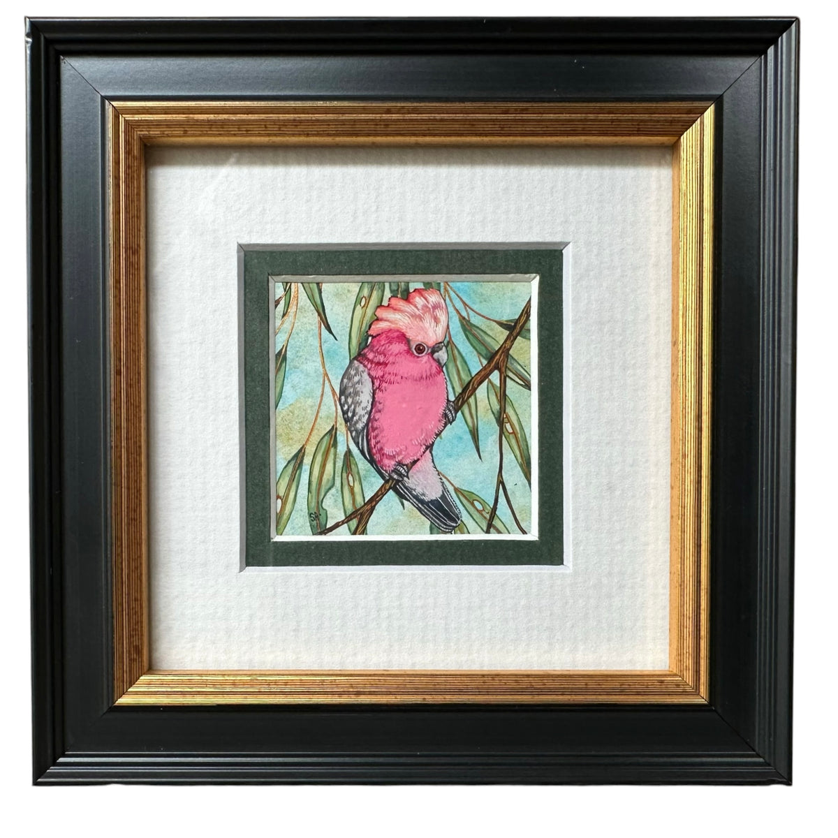 1 Galah, Spring 2026