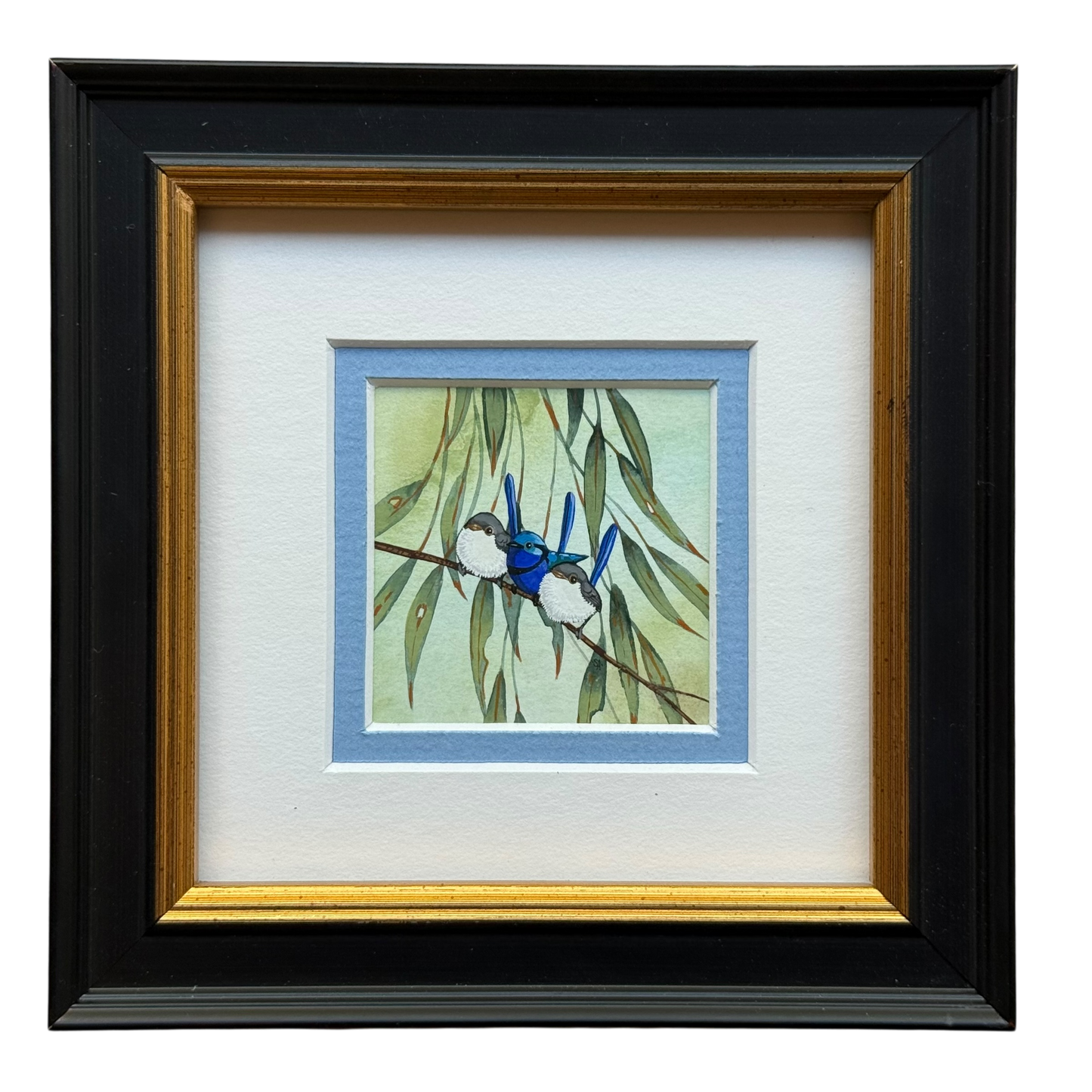 Splendid Fairy Wren II Trio 2026