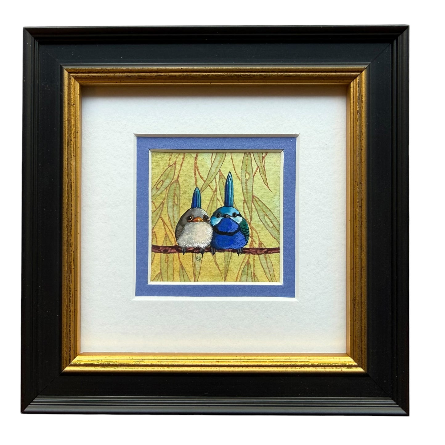 Splendid Fairy Wren Duo - Light Blue 2026