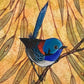 Variegated Fairy Wren, Deep Red