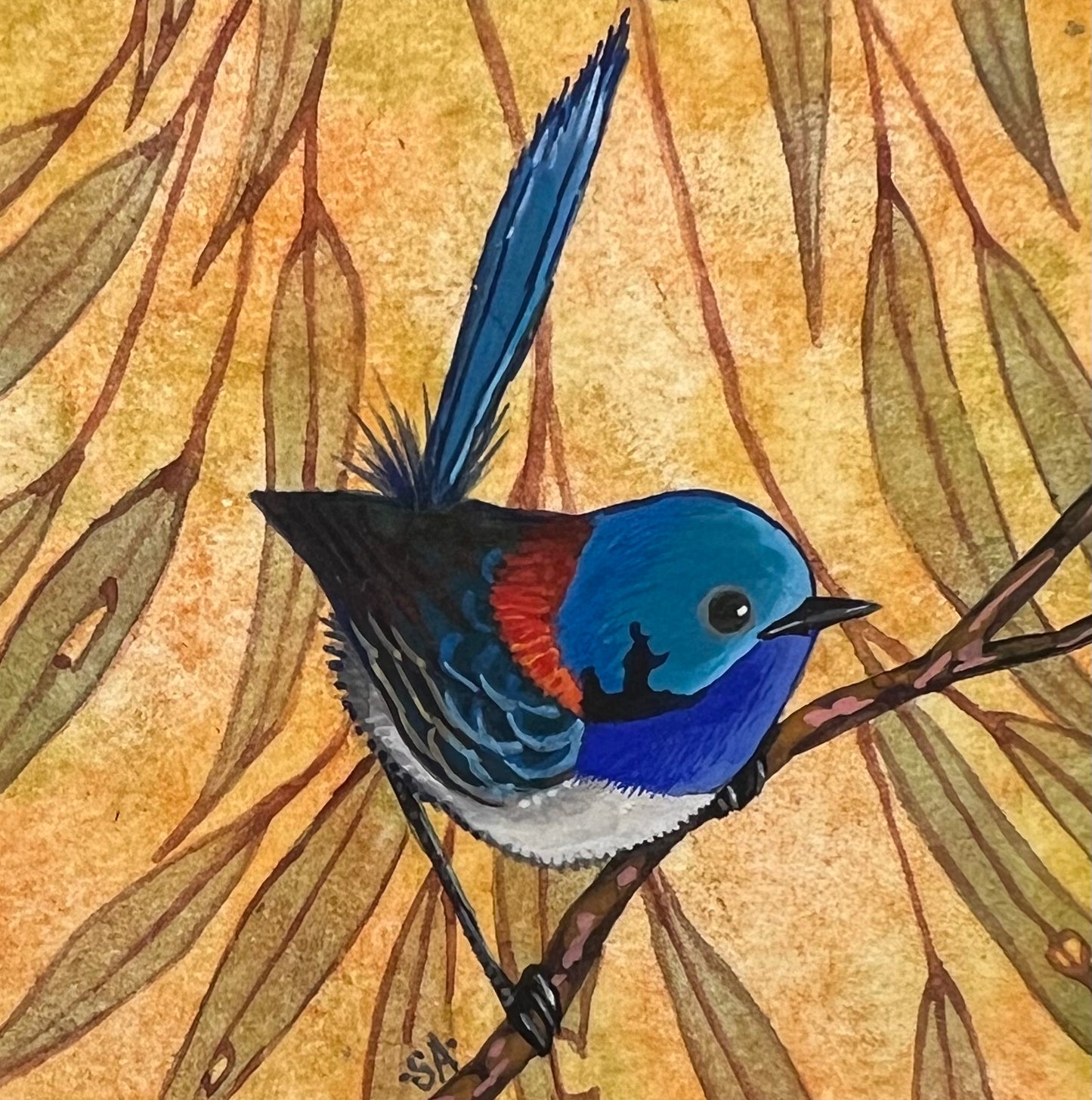 Variegated Fairy Wren, Deep Red
