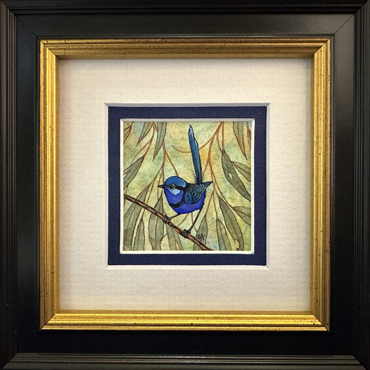 Splendid Fairy Wren, Navy