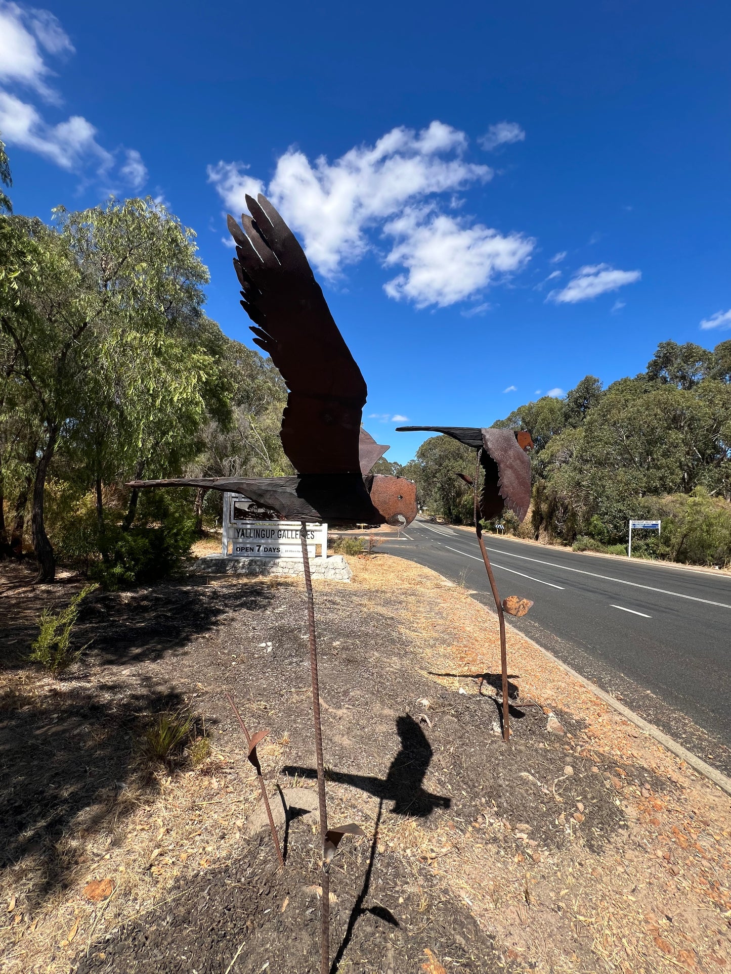 Goliath Cockatoo on the Move Series