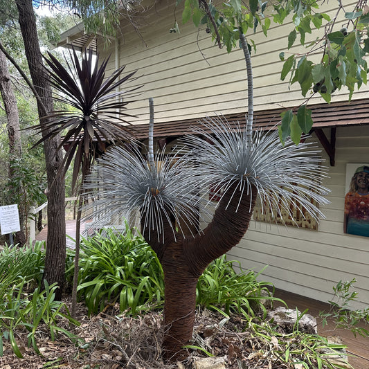 Grass Tree IX