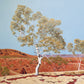 Karijini Snappy Gum 11