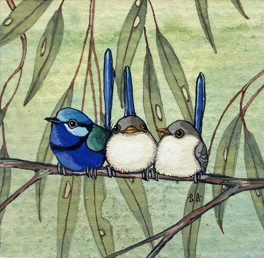 Splendid Fairy Wren Trio - Winter 2025