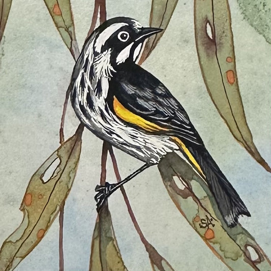 New Holland Honeyeater - Spring 2025